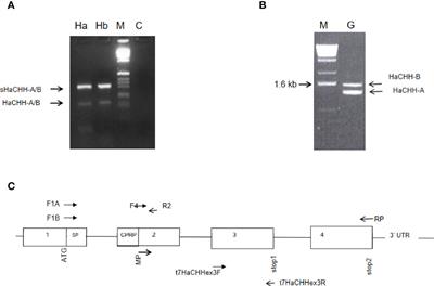 Alternative Splicing of the Lobster (Homarus americanus) Crustacean Hyperglycemic Hormone A and B Genes Produce 2 Protein Variants Involved in Vitellogenin Inhibition